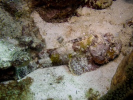 Scorpionfish IMG 6927